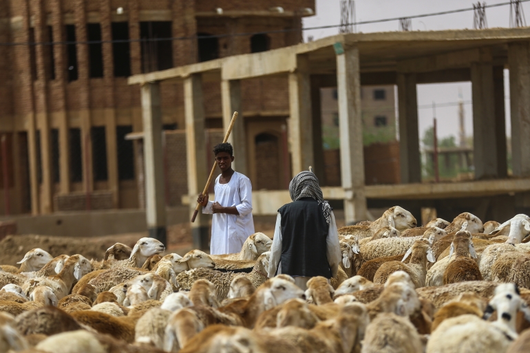أسعار الأضاحي في السودان