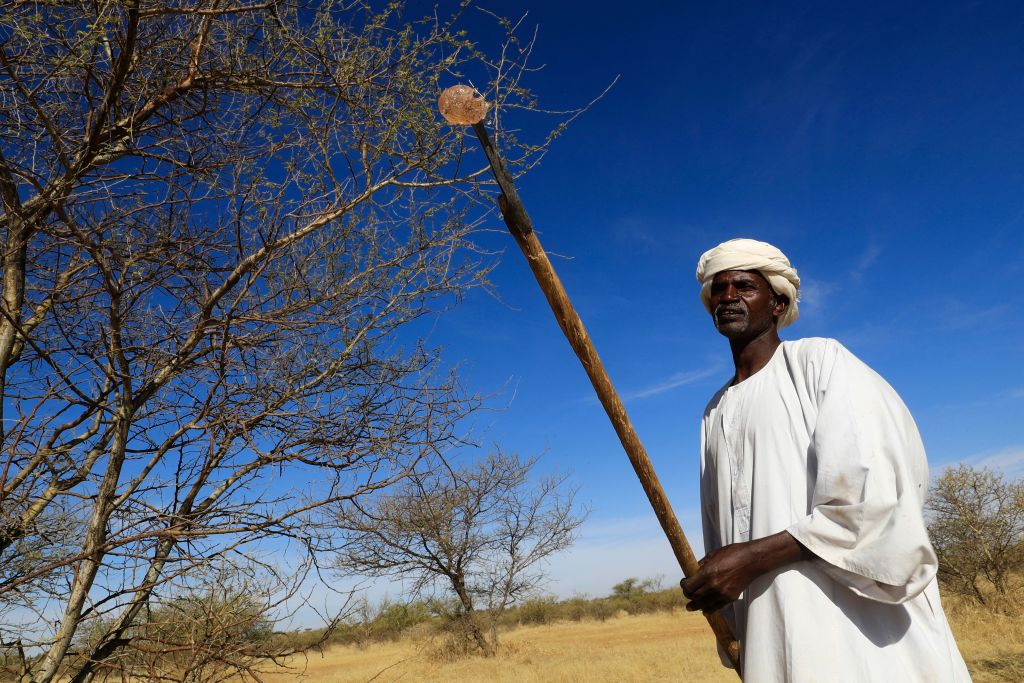 مزارع سوداني يحصد الصمغ العربي