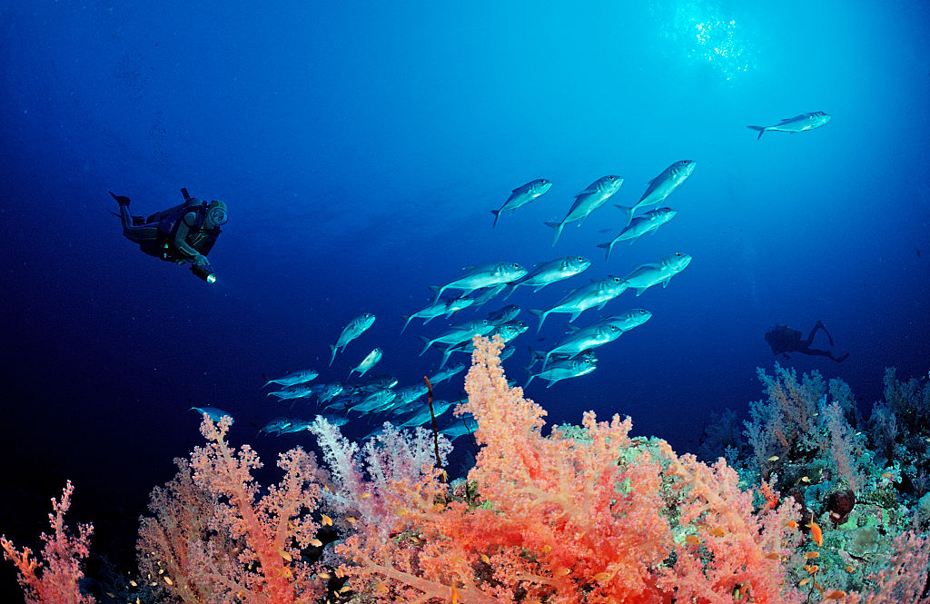 يأتي العديد من الغواصين للسودان لمشاهدة الشعب المرجانية الزاهية في البحر الأحمر