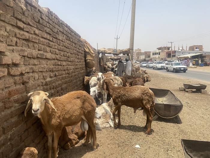 خراف في سوق سوداني