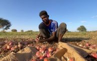 مزراع شاب يحصد البصل في إحدى المزارع