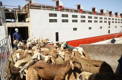الصادر السوداني من الماشية